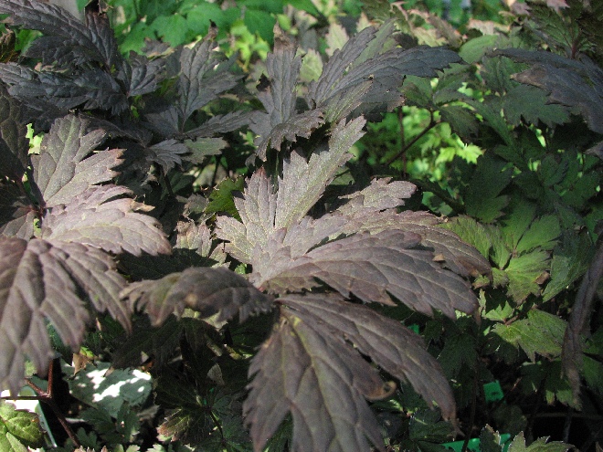 Actaea simplex 'Pink Spike' ® (syn. Cimicifuga ramosa 'Pink Spike') Zilverkaars