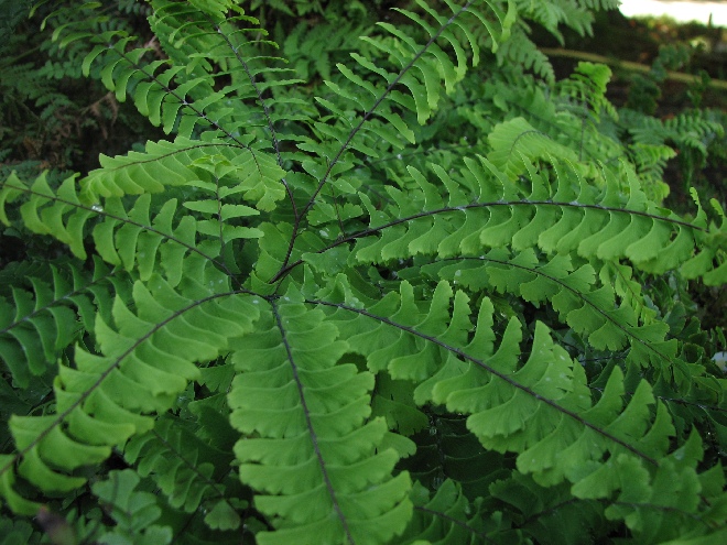 Adiantum pedatum Venushaar