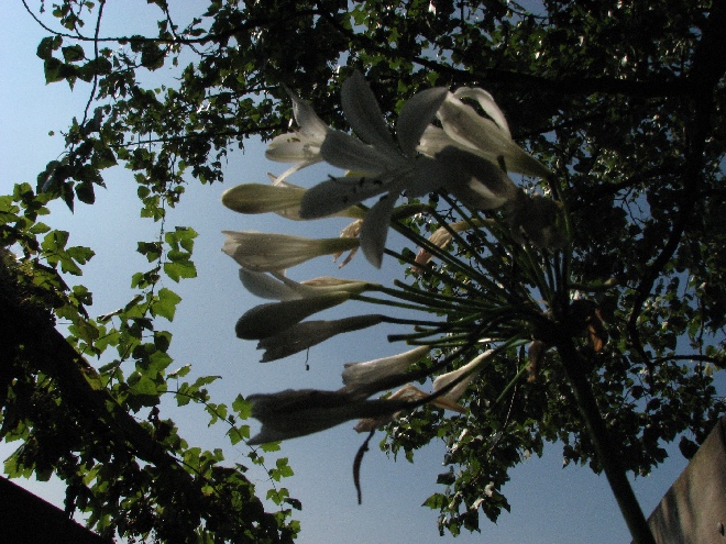 Agapanthus africanus 'Albus' Afrikaanse Lelie