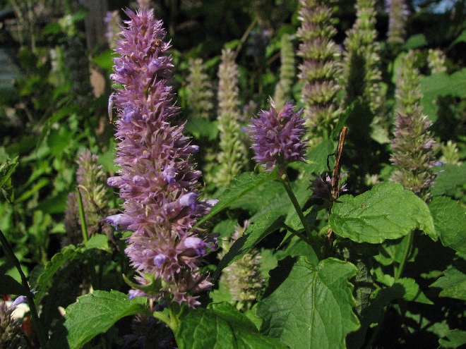 Agastache rugosa (syn. foeniculum) Dropplant, Koreaanse venkel
