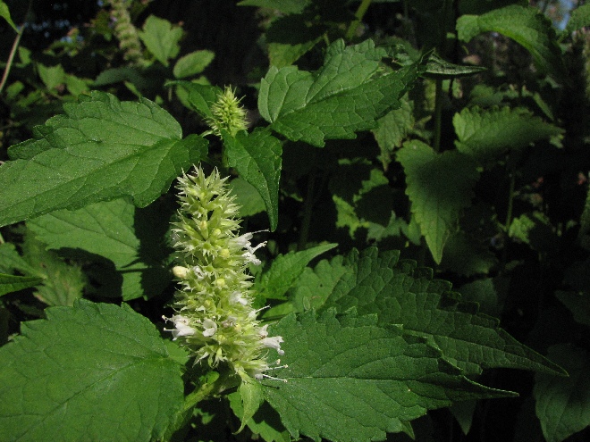 Agastache rugosa 'Alabaster' (syn. Agastache rugosa 'Alba') Dropplant, Koreaanse venkel