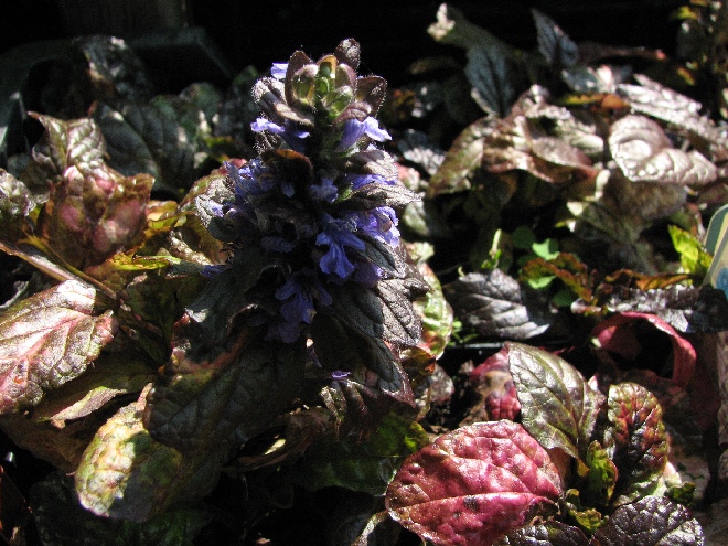 Ajuga reptans 'Multicolor' Zenegroen