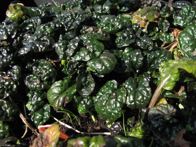 Ajuga pyramidalis 'Metallica Crispa' Zenegroen