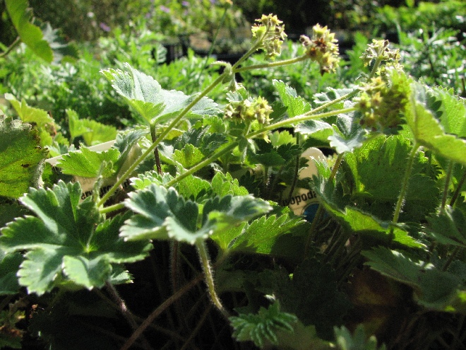 Alchemilla erythropoda Vrouwenmantel
