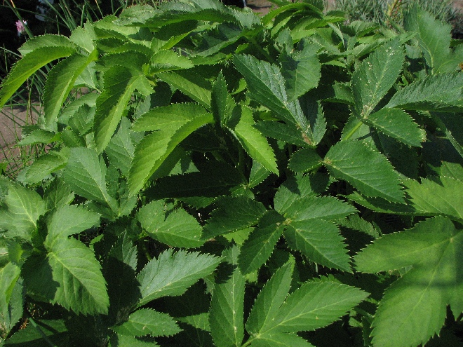 Angelica archangelica Engelwortel