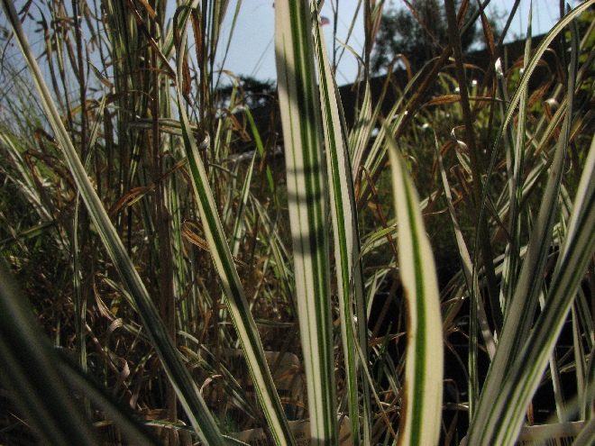 Arrhenatherum elatius 'Variegatum' (syn. arrhenatherum bulbosum 'Variegatum') Knolhaver