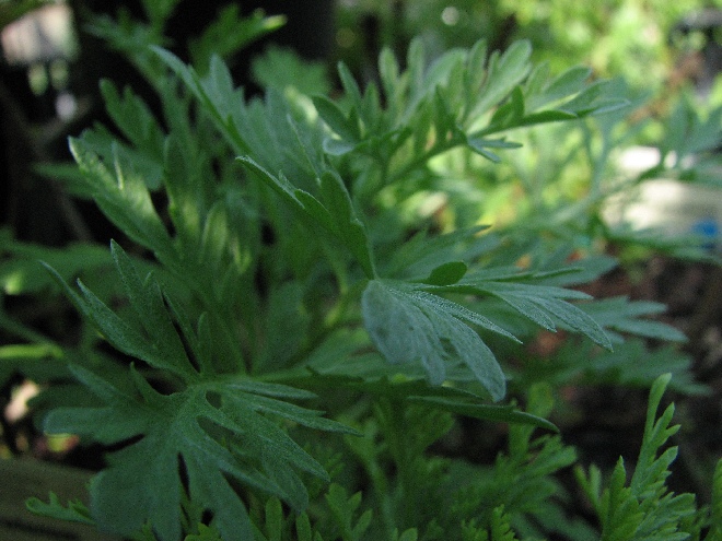 Artemisia abrotanum Citroenkruid