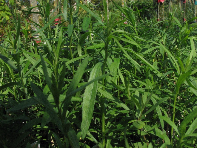 Artemisia dracunculus Franse Dragon