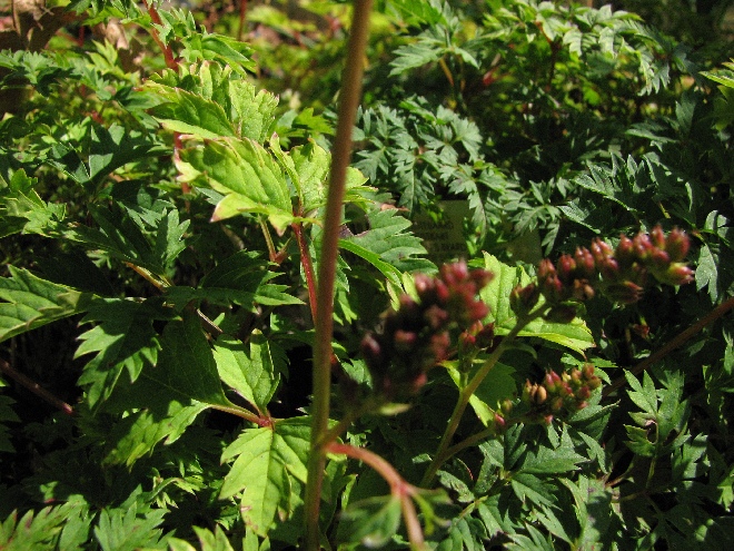Aruncus aethusifolius Geitenbaard