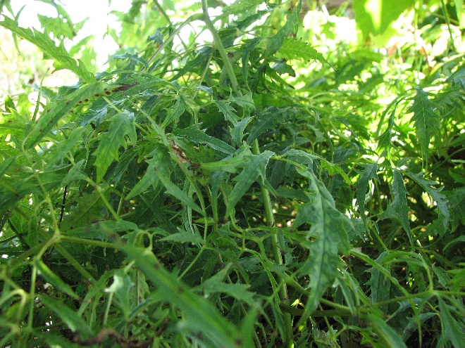 Aruncus 'Horatio' Geitenbaard