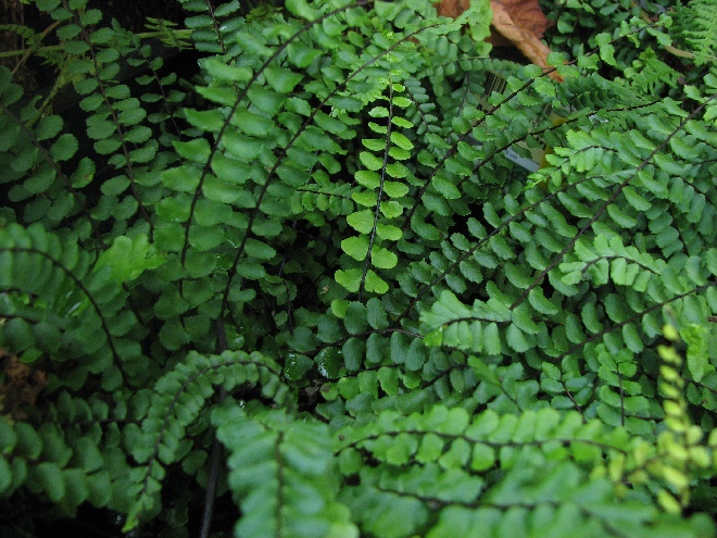 Asplenium trichomanes Steenbreekvaren
