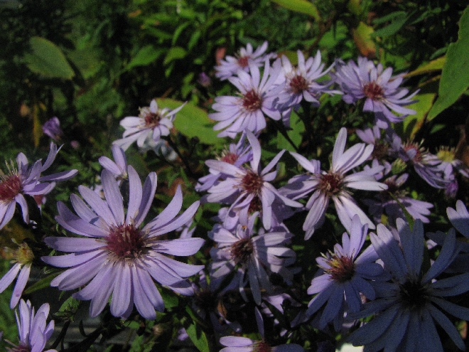 Aster 'Little Carlow' (Jolly Jumper) Aster