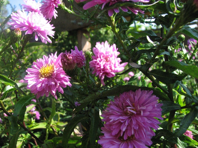 Aster novi-belgii 'Patricia Ballard' herfstaster