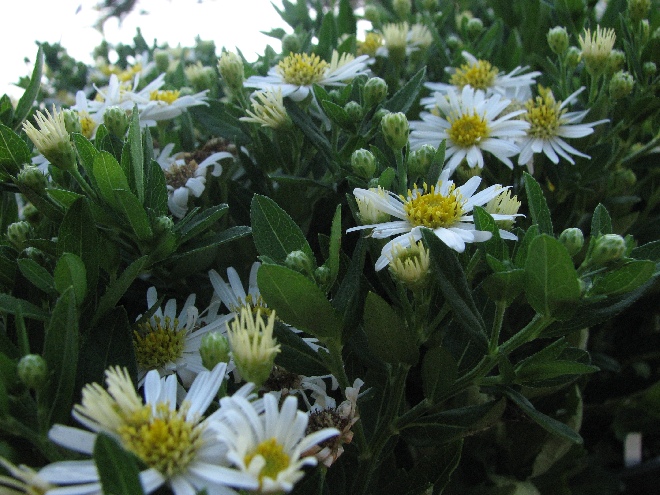 Aster ageratoides 'Asran' Aster
