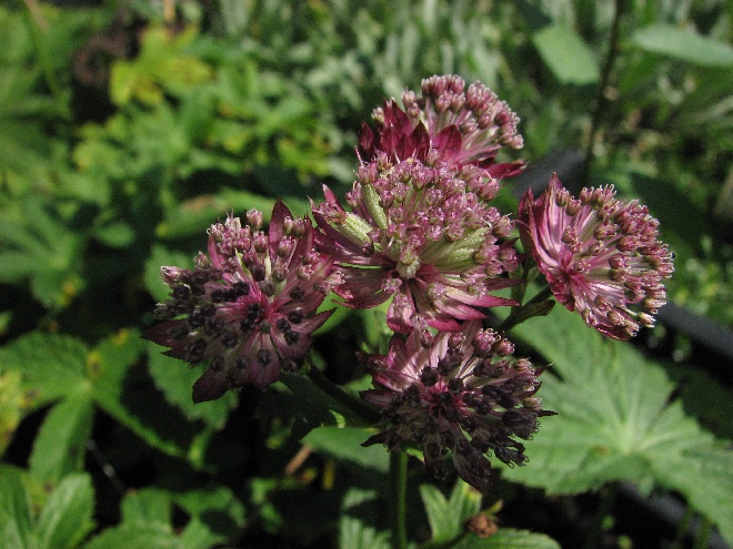 Astrantia major Zeeuws knoopje