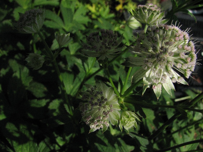 Astrantia 'Buckland' Zeeuws Knoopje