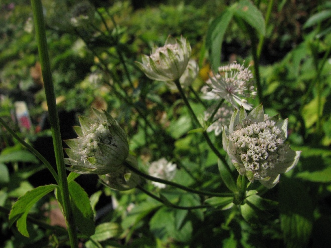 Astrantia maxima (syn. A. helleborifolia) Zeeuws knoopje