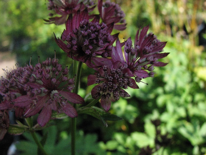 Astrantia major 'Abbey Road' Zeeuws knoopje
