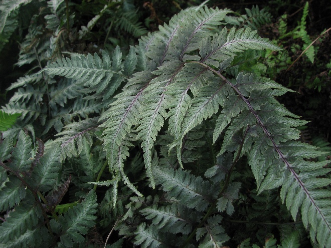 Athyrium niponicum var. pictum (syn. A. niponicum 'Metallicum') Japanse regenboogvaren