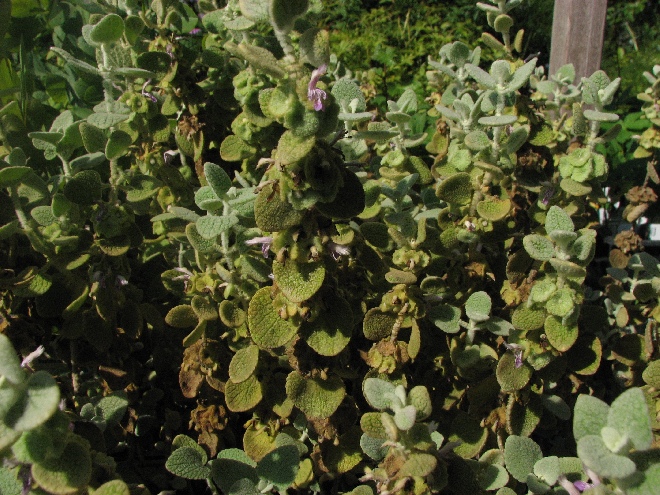 Ballota pseudodictamnus Valse Vuurwerkplant