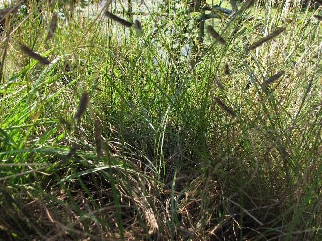 Bouteloua gracilis Muskietengras