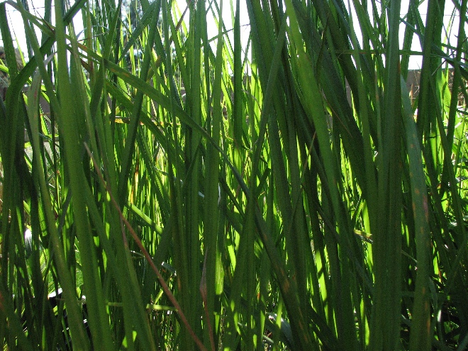 Calamagrostis acutiflora 'Karl Foerster' Struisriet