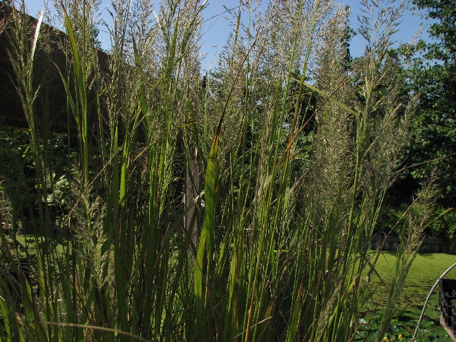Calamagrostis brachytricha (syn. Stipa brachytricha) Struisriet