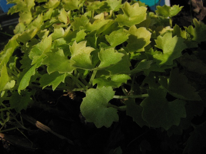 Campanula 'Dickson's Gold'  Klokje