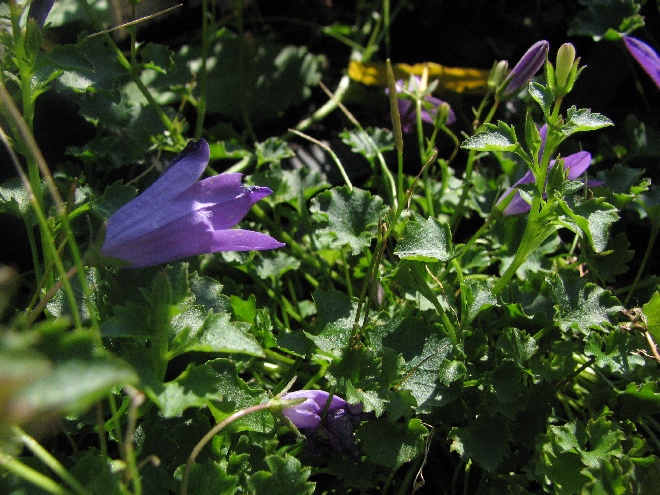Campanula 'Birch Hybrid' Klokjesbloem
