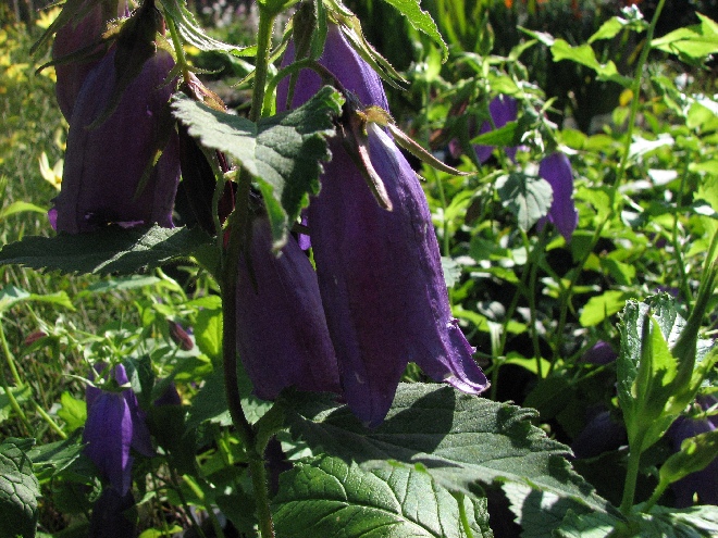 Campanula 'Kent Belle' Klokjesbloem