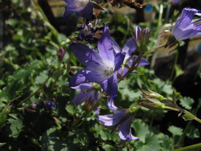 Campanula poscharskyana Klokje
