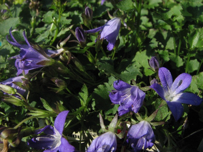 Campanula poscharskyana 'Stella' Blauw Klokje