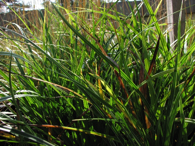 Carex morrowii zegge