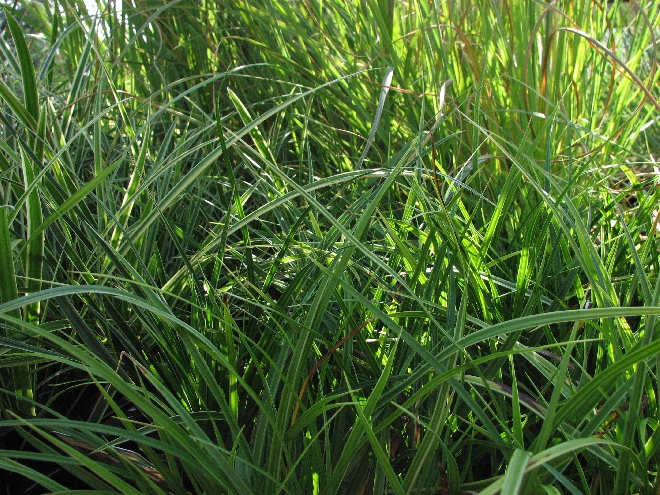 Carex morrowii 'Variegata' Zegge