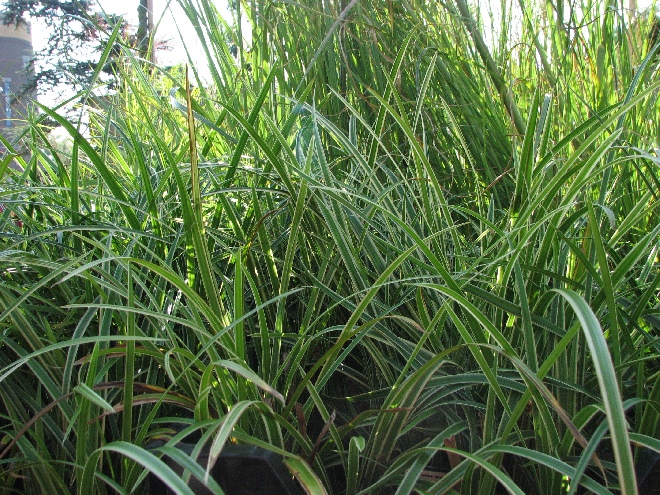 Carex morrowii 'Ice Dance' Zegge