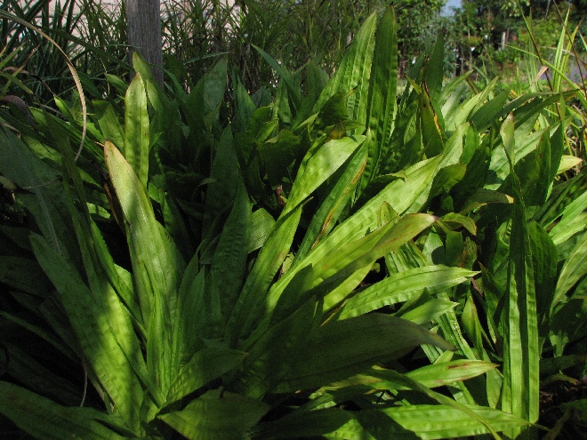 Carex plantaginea Zegge
