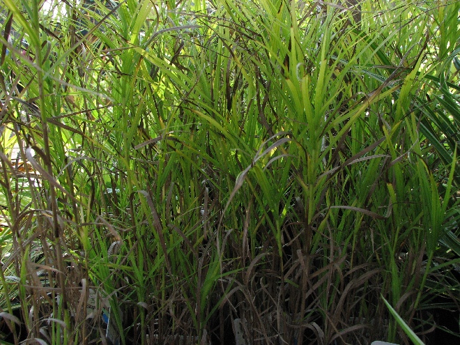Carex muskingumensis Zegge