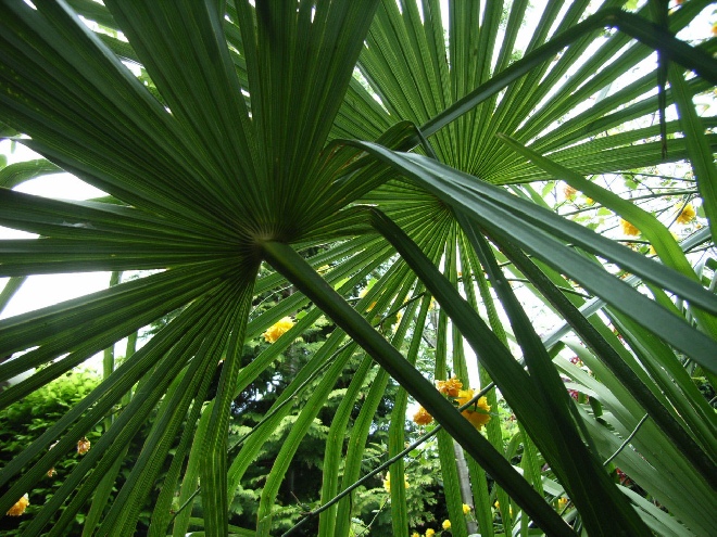 Trachycarpus fortunei japanse waaierpalm