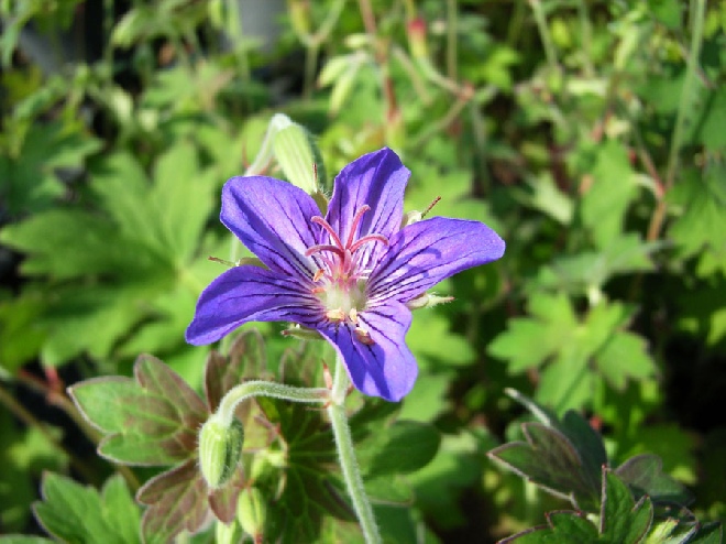 Geranium wlassovianum Ooievaarsbek