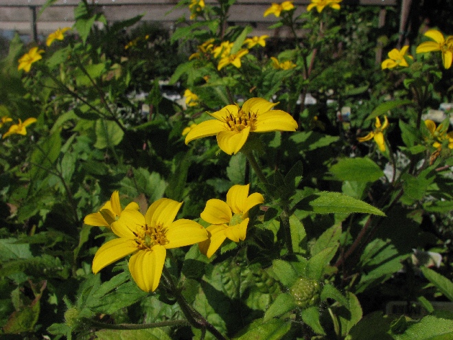Chrysogonum virginianum 