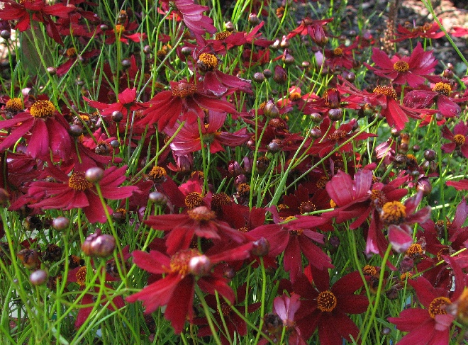 Coreopsis verticillata 'Ruby Red' Meisjesogen