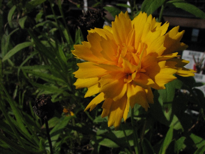 Coreopsis grandiflora 'Badengold' Meisjesogen
