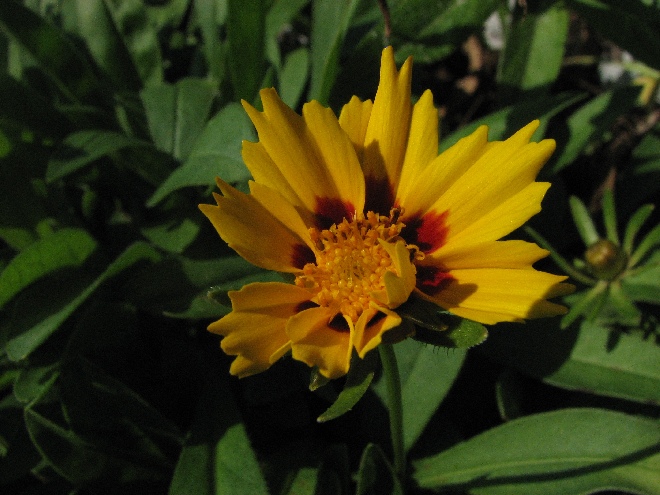 Coreopsis lanceolata 'Sterntaler' Meisjesogen
