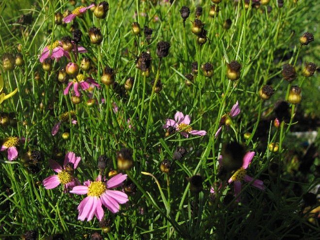 Coreopsis rosea 'American Dream' Meisjesogen