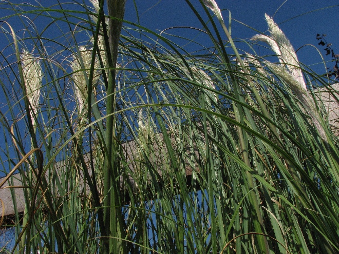 Hakonechloa macra 'Beni-kaze' Japans Bosgras