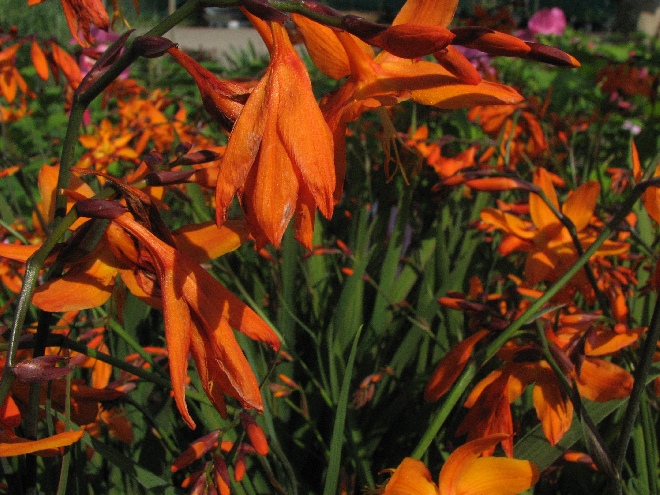Crocosmia 'Emily McKenzie' Montbretia
