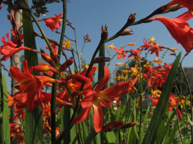 Crocosmia 'Carmin Brillant' Montbretia