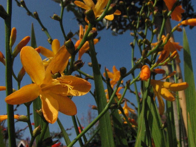 Crocosmia 'George Davidson' Montbretia
