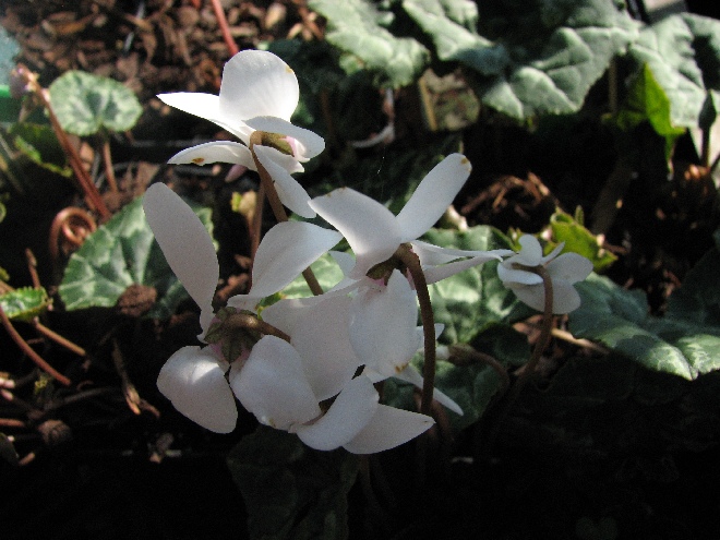 Cyclamen hederifolium 'Album' Cyclaam of Varkensbrood