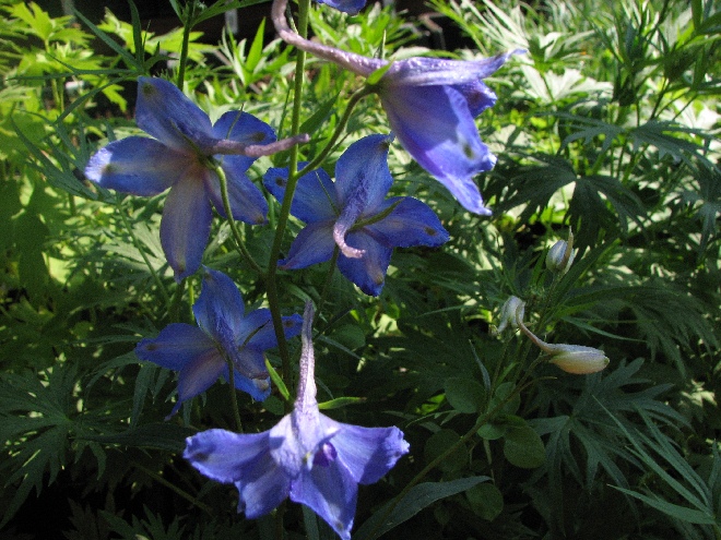 Delphinium 'Völkerfrieden' ridderspoor